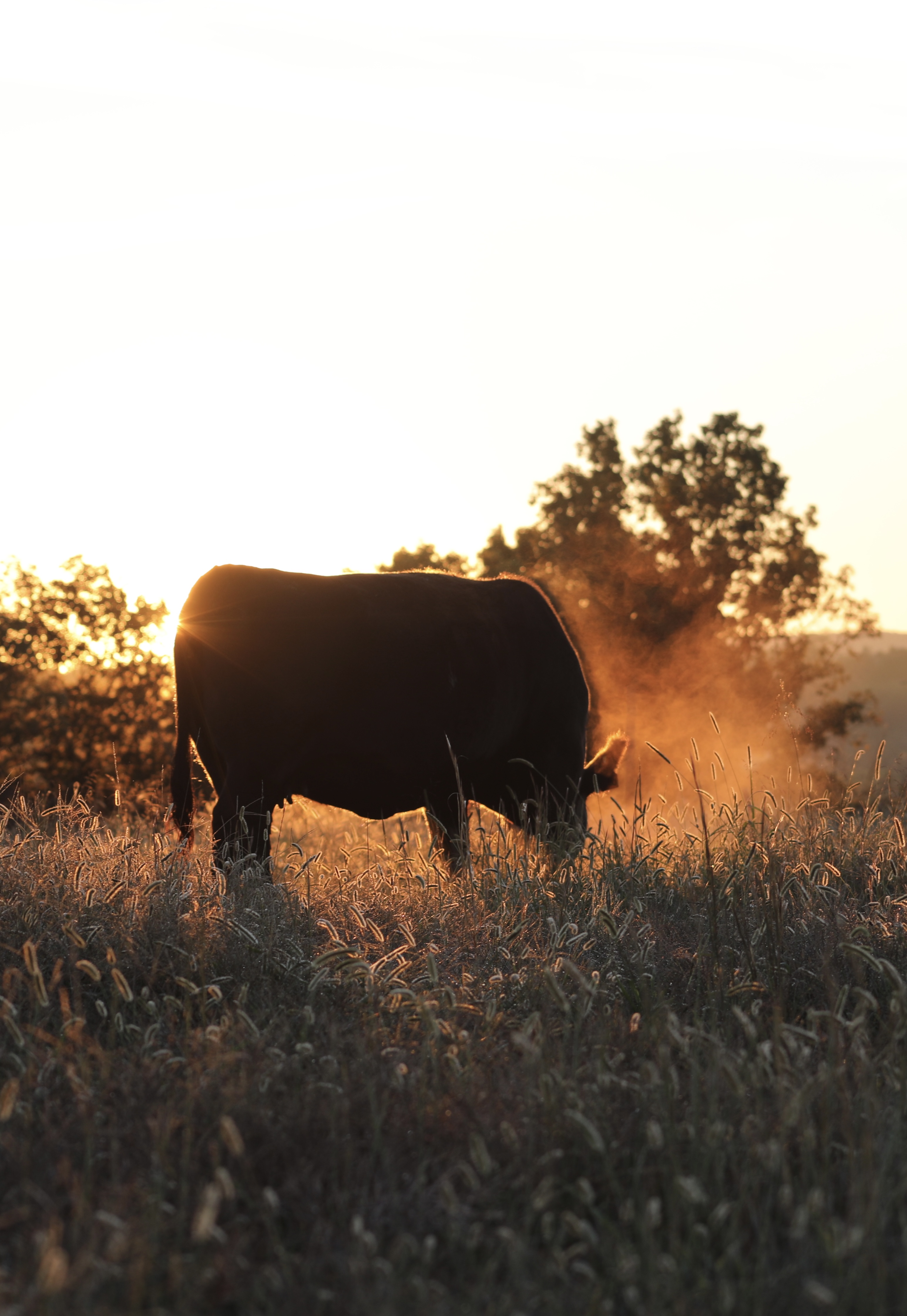 Cow grazing in a field at sunset