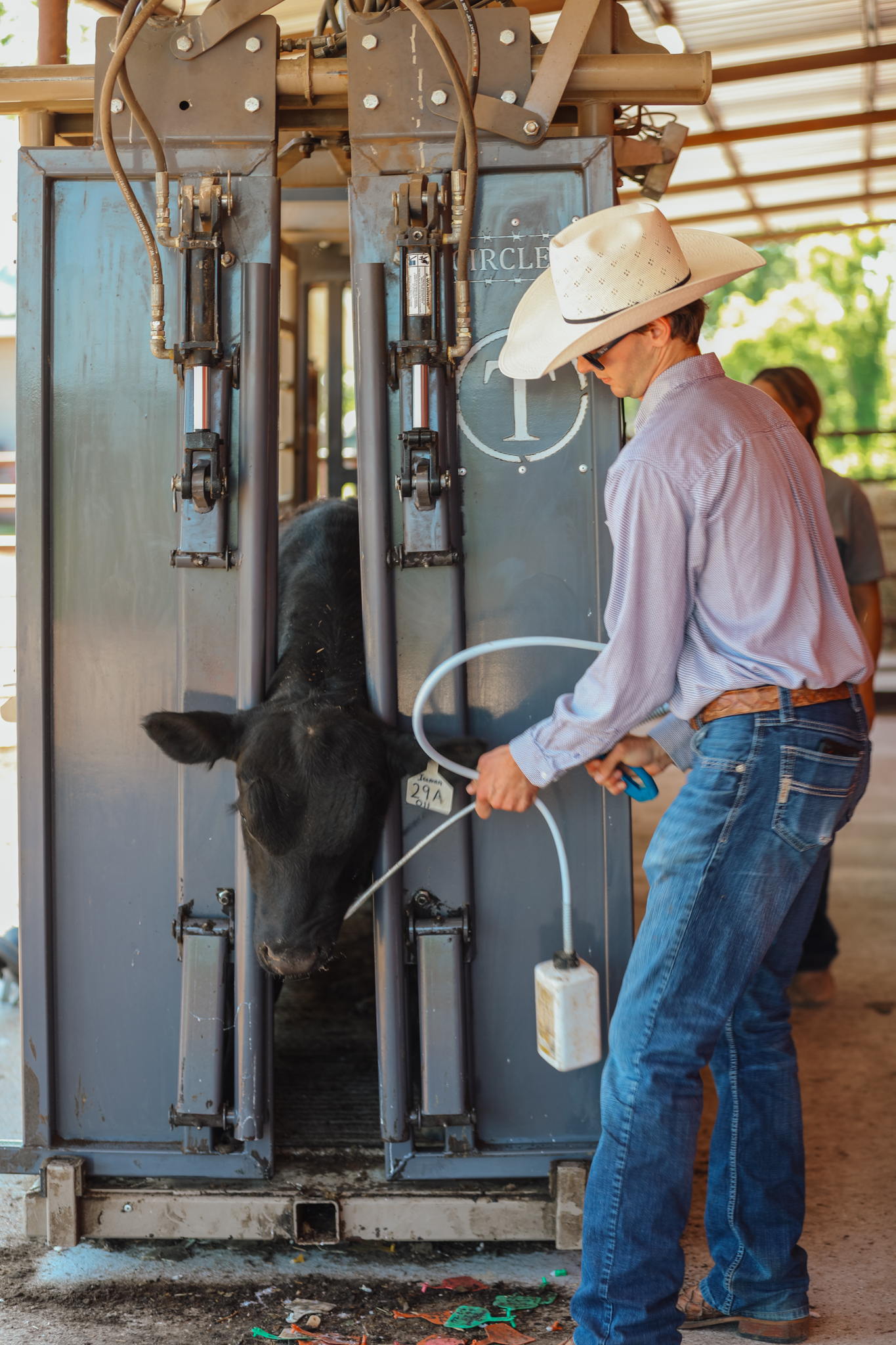 Rancher working a cow in a cattle chute