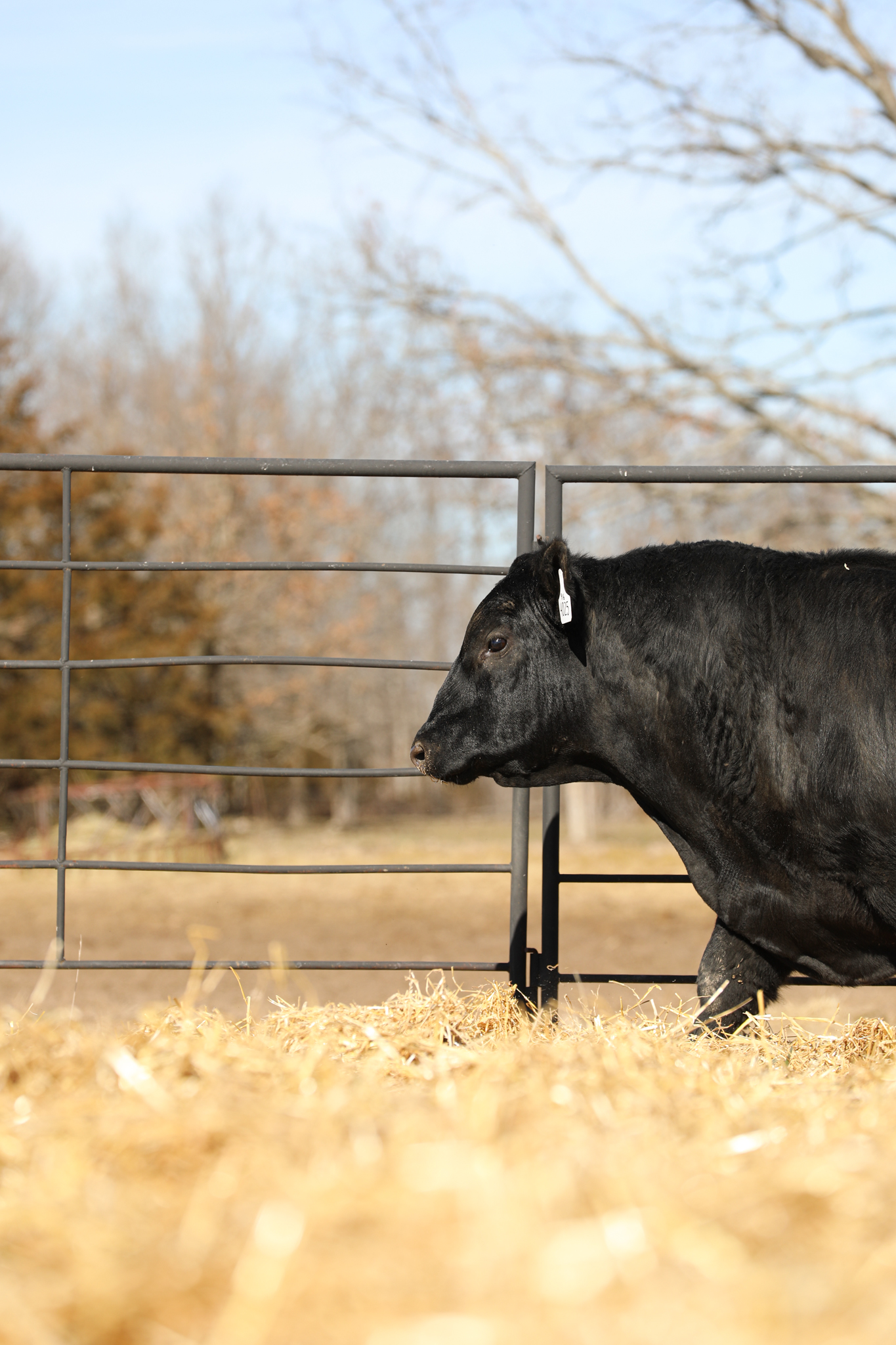 AgriFocus content creation sample