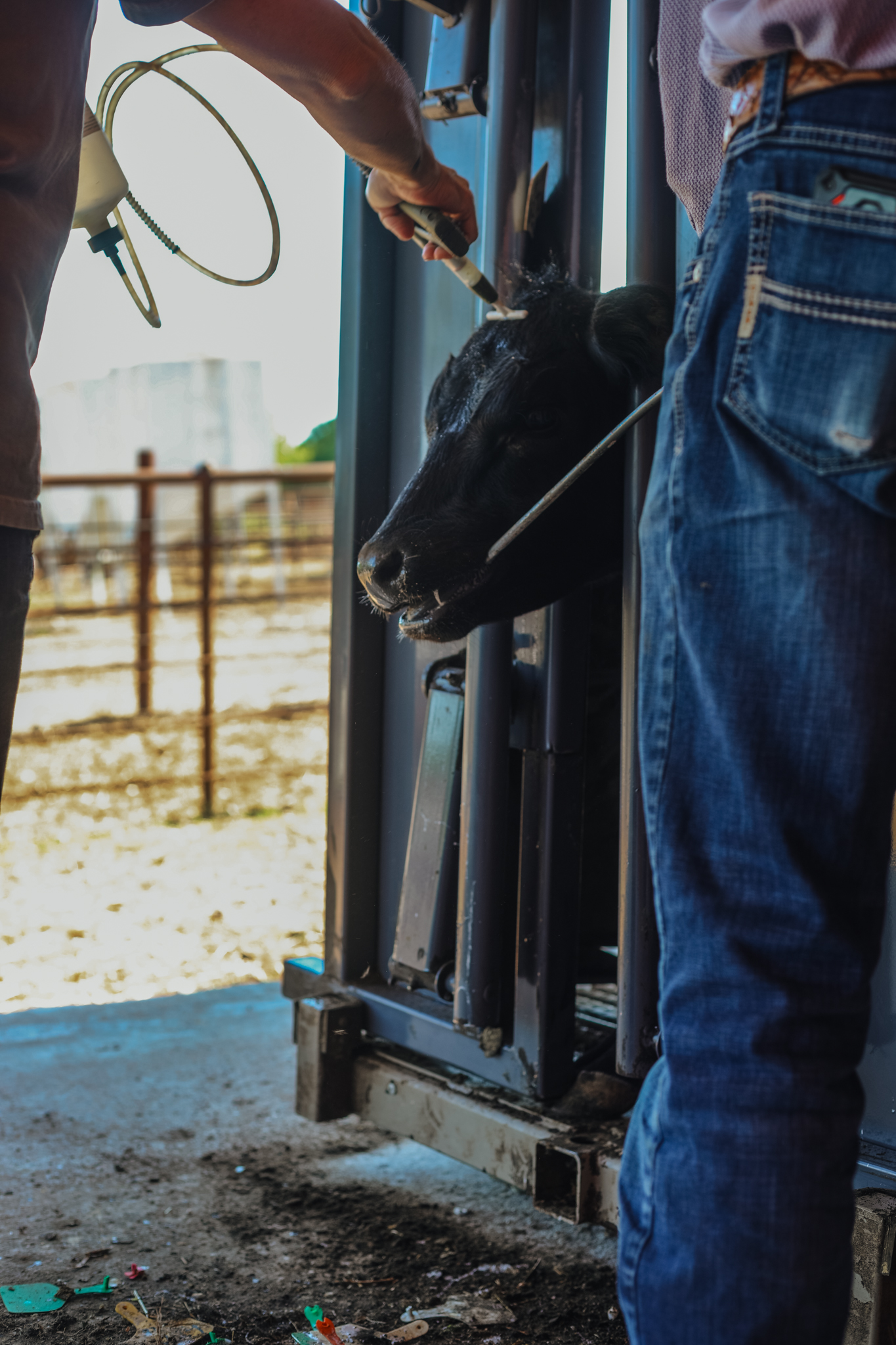 Calf being treated in a cattle chute