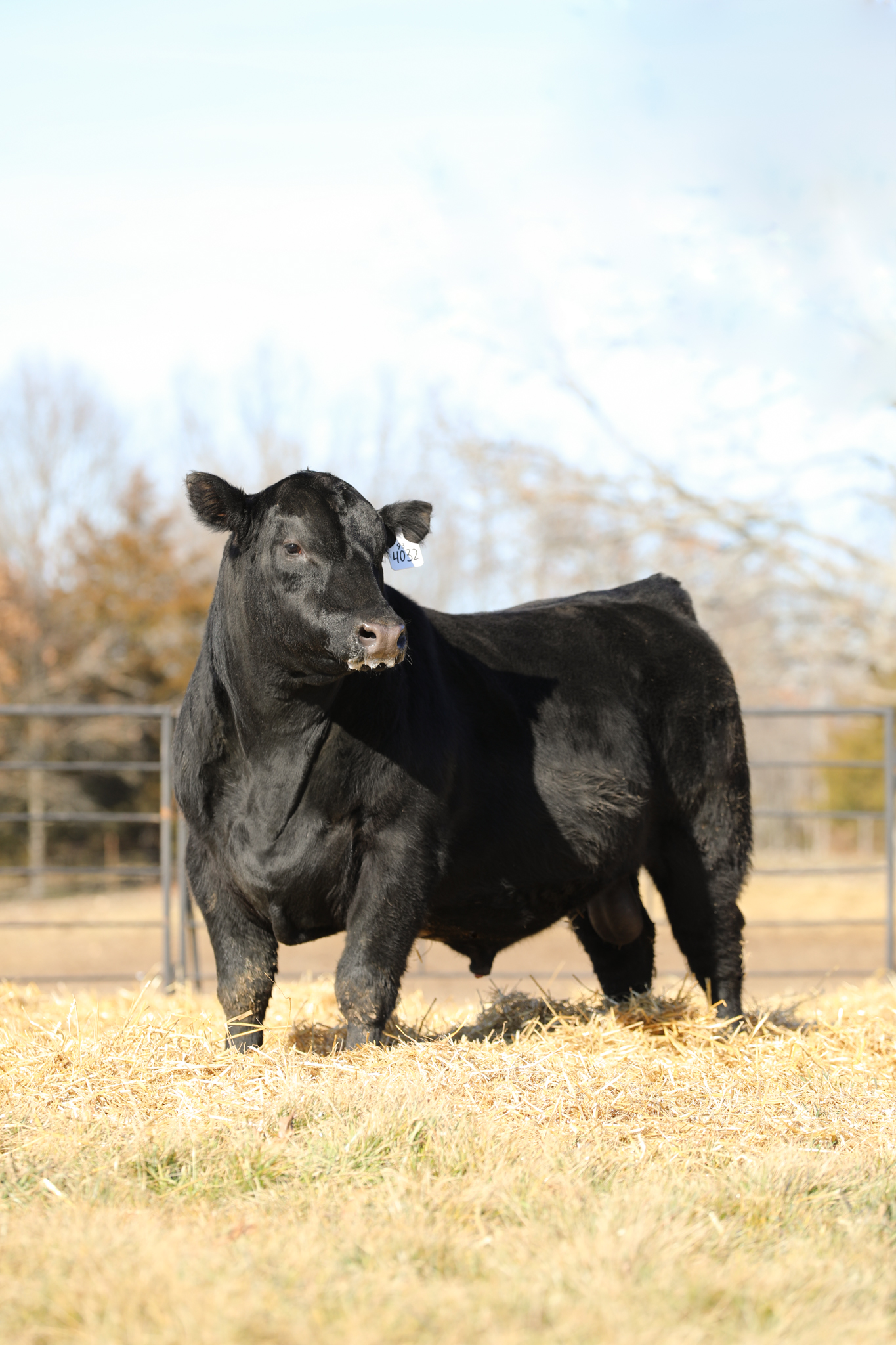Black bull standing in a field
