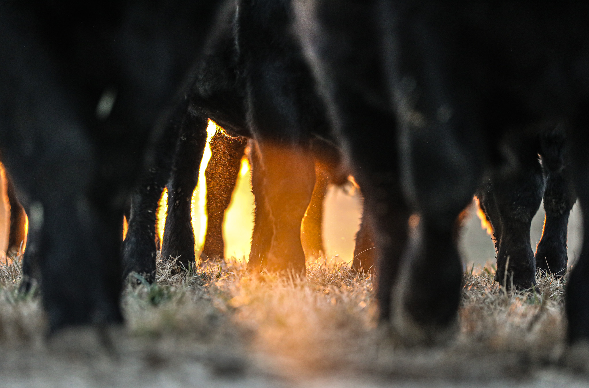 AgriFocus content creation sample