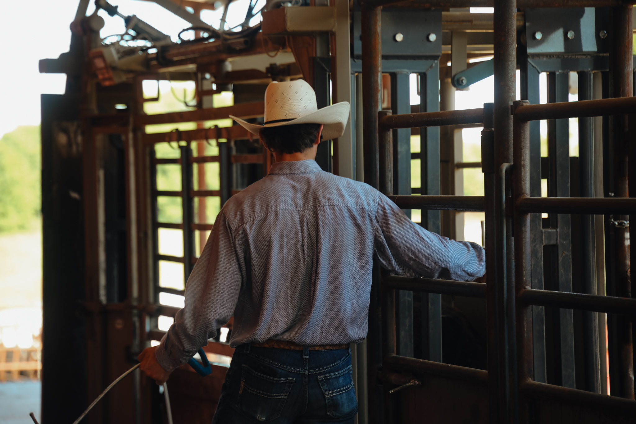 Cowboy working at a livestock chute