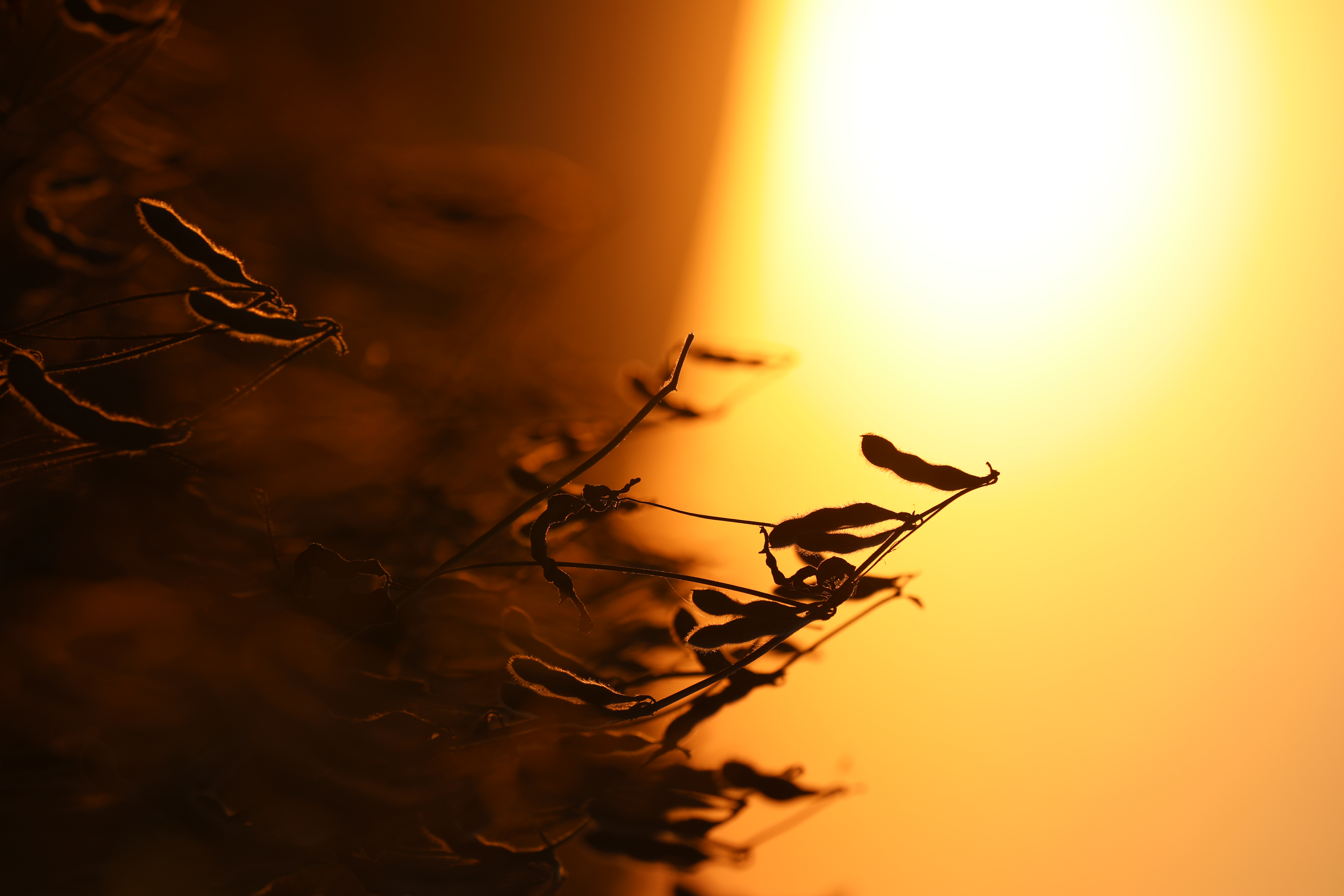 Soy pods silhouetted against a warm sunset