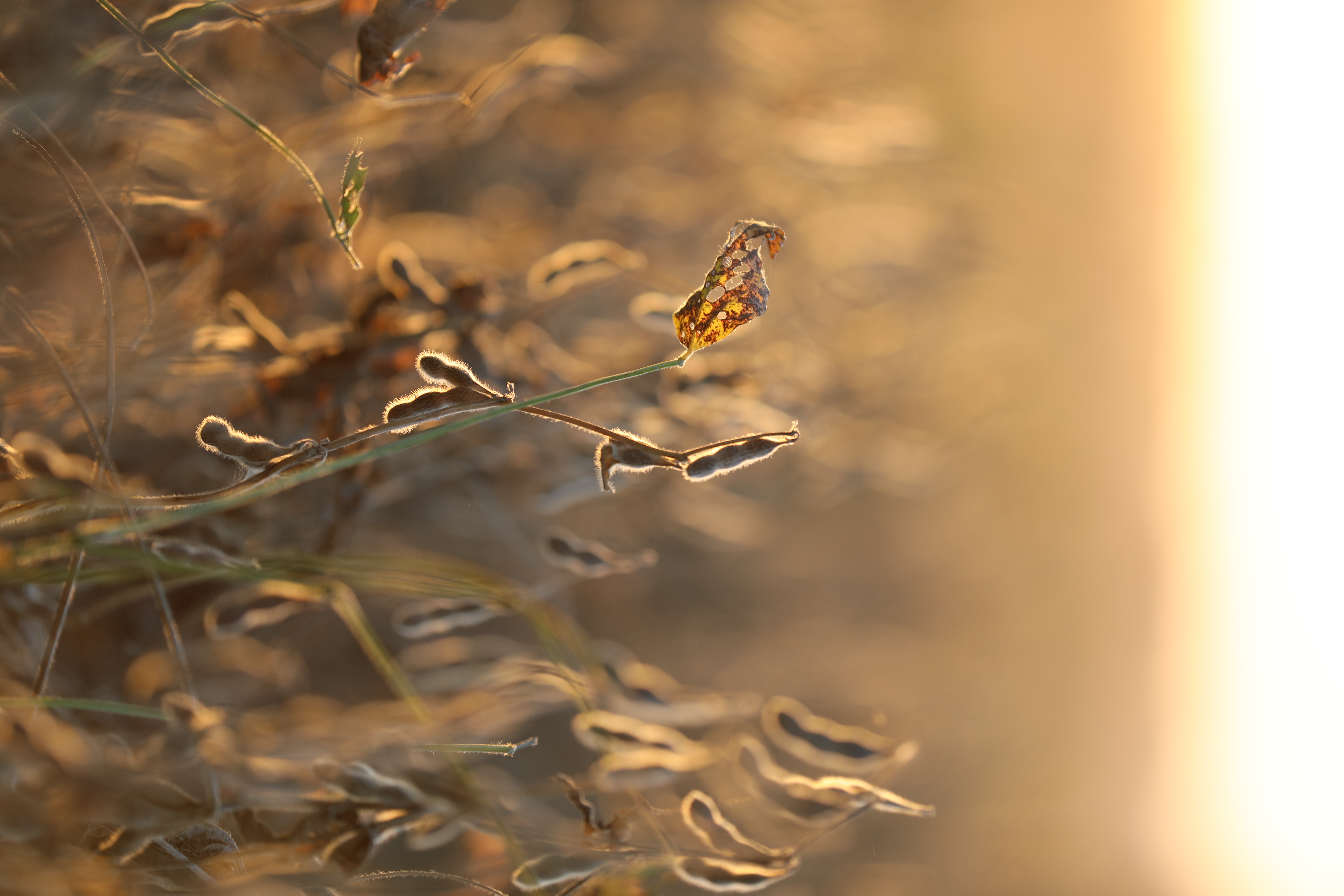 Soybean plant backlit by the setting sun