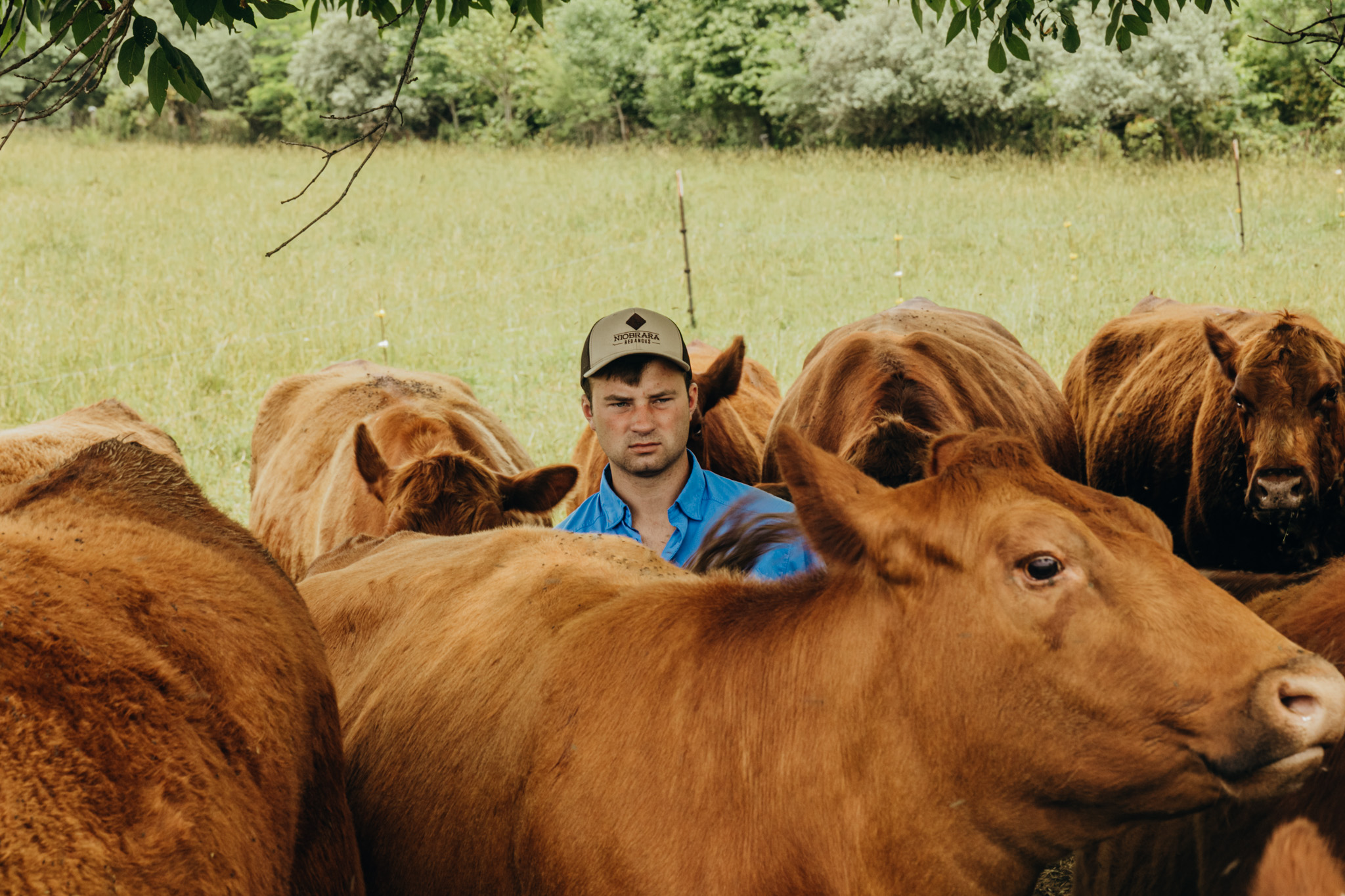 Rancher surrounded by a herd of red cattle in a pasture