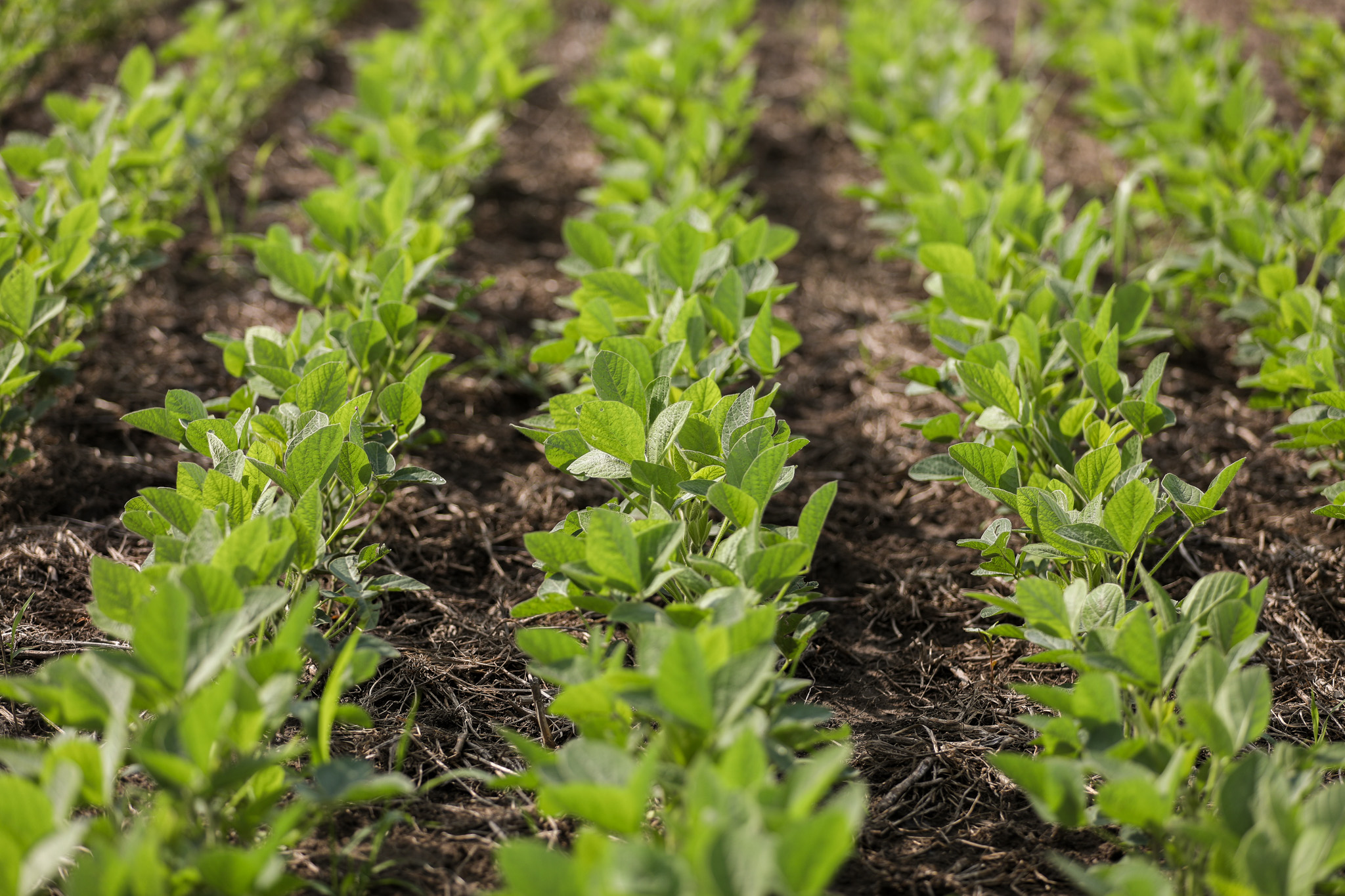 AgriFocus content creation sample