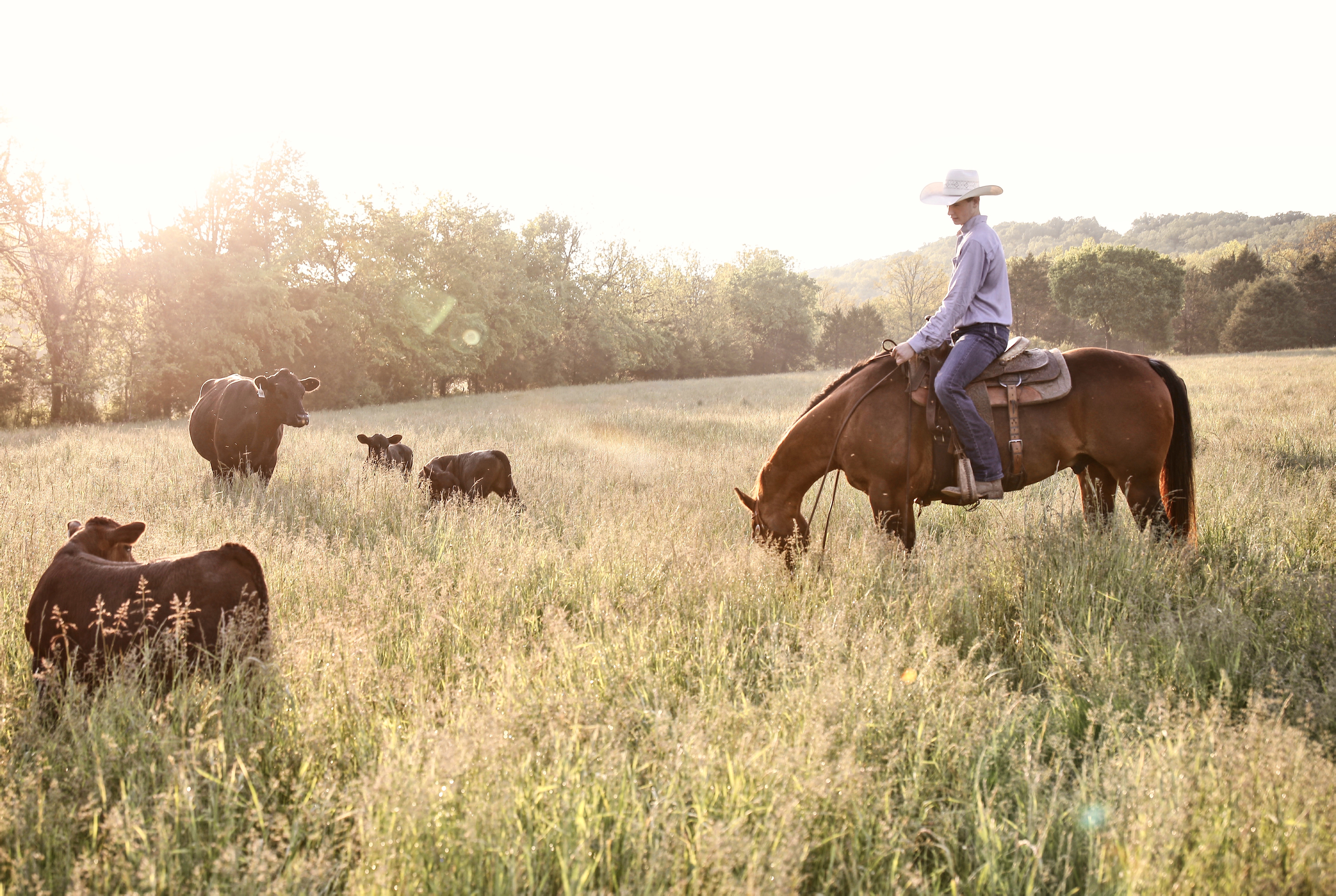 Cowboy on horseback among cattle at golden hour