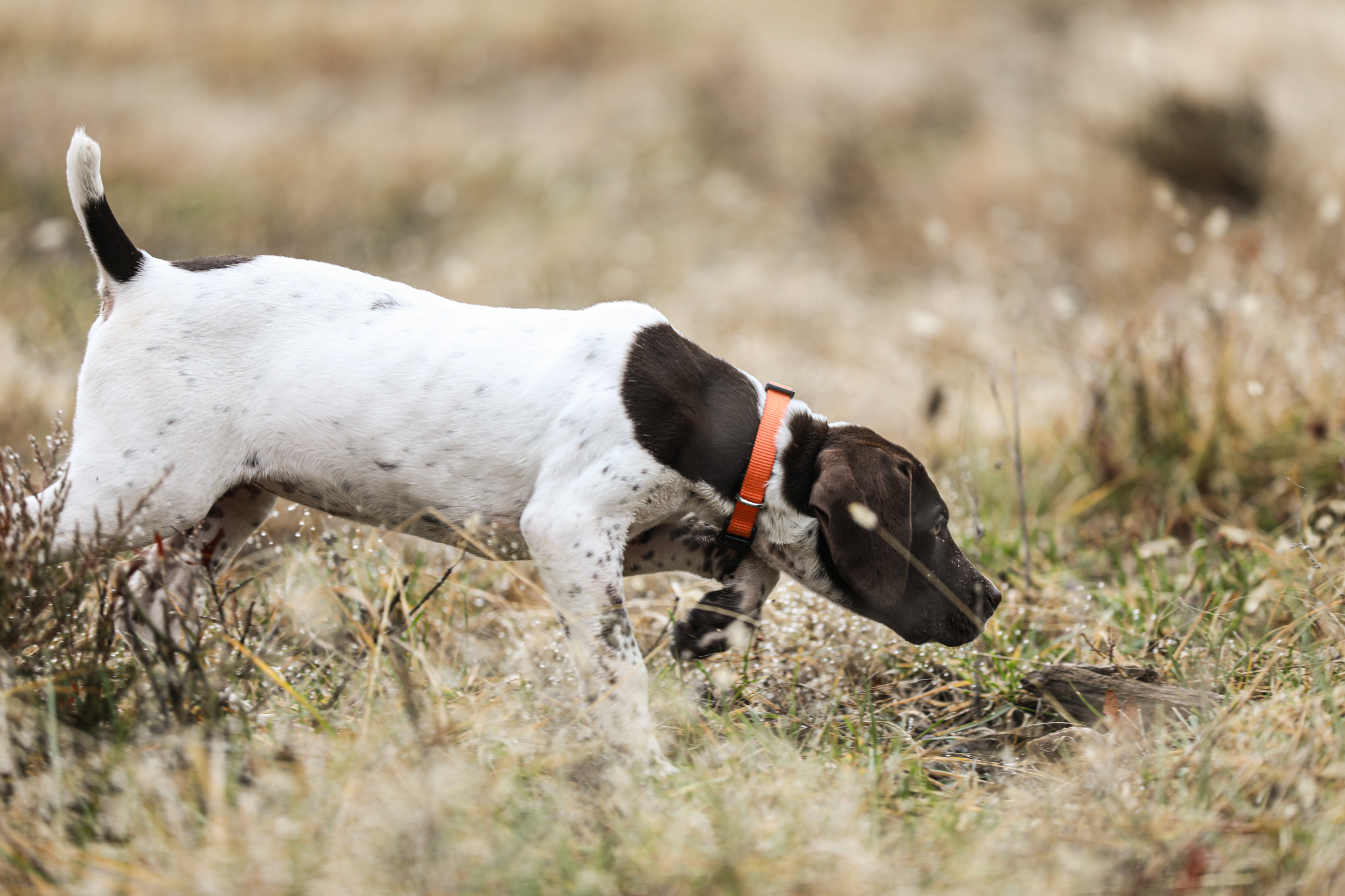 AgriFocus content creation sample