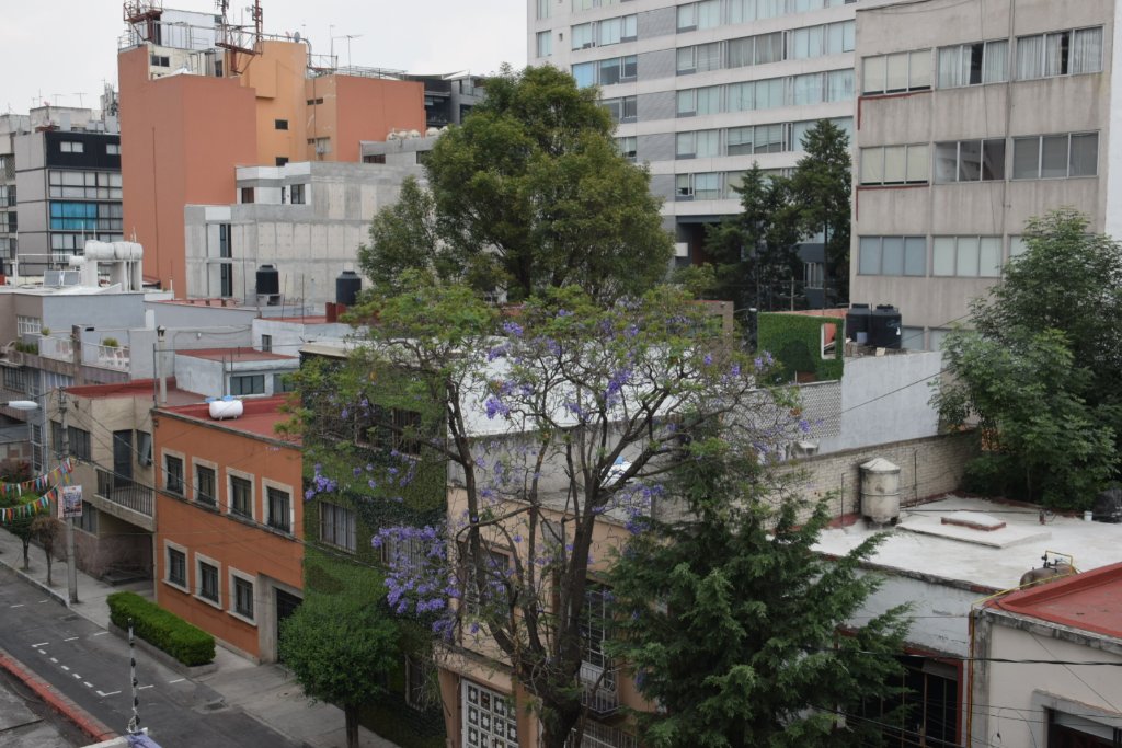Narrow street in Colonia Napoles with jacaranda petals on the pavement