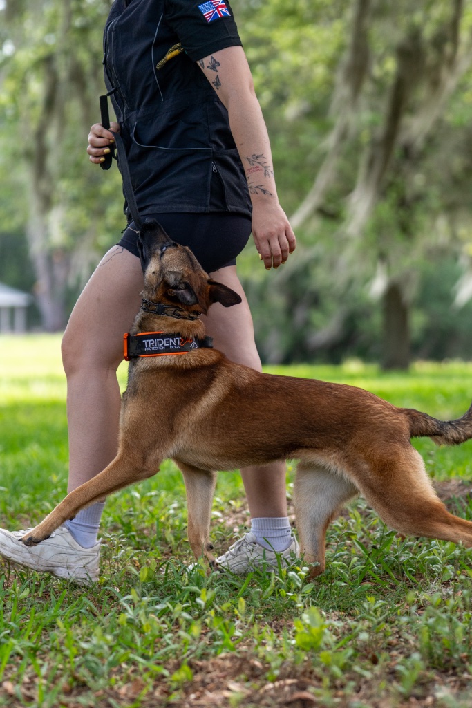 Trident Elite dog training