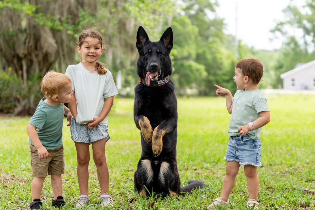 Dog training at Trident Elite