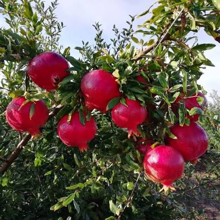 Pomegranate Open-Field Drip Production
