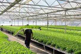 Hydroponic Horticulture
