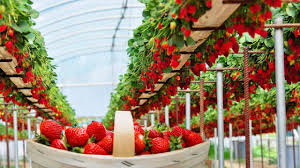 Hydroponic strawberries