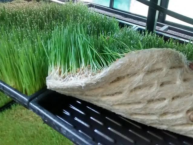 Hydroponic Fodder Unit