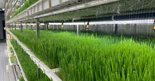 Hydroponic fodder trays