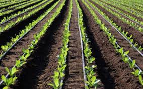 Drip-irrigated row crops
