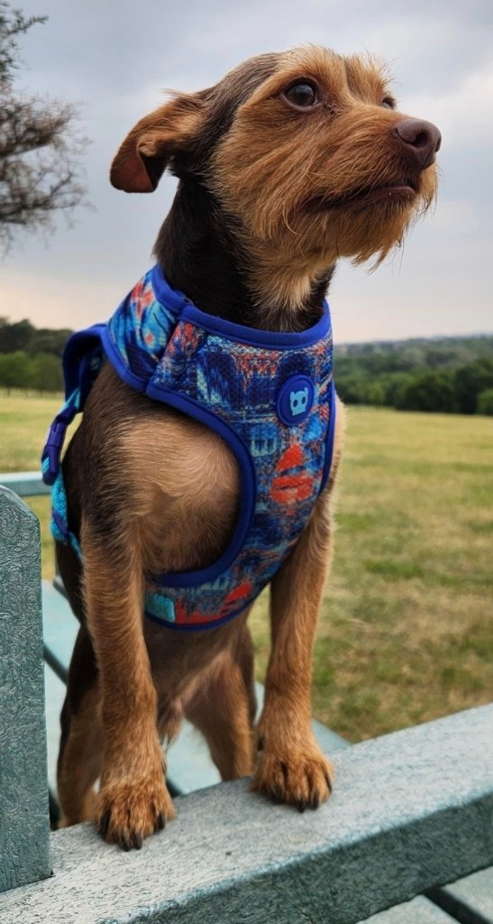 Wire-haired terrier on wooden bench