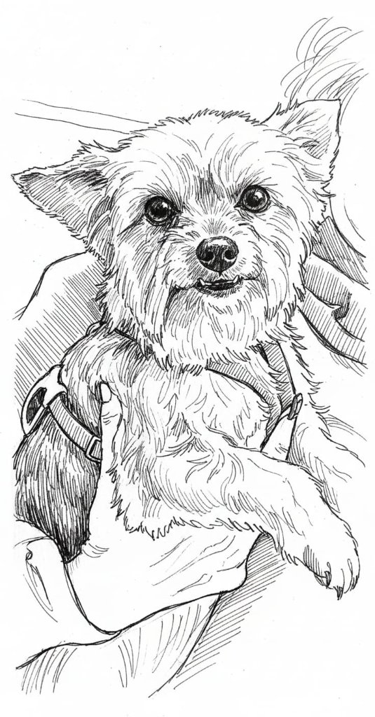 Ink sketch of a dog being held