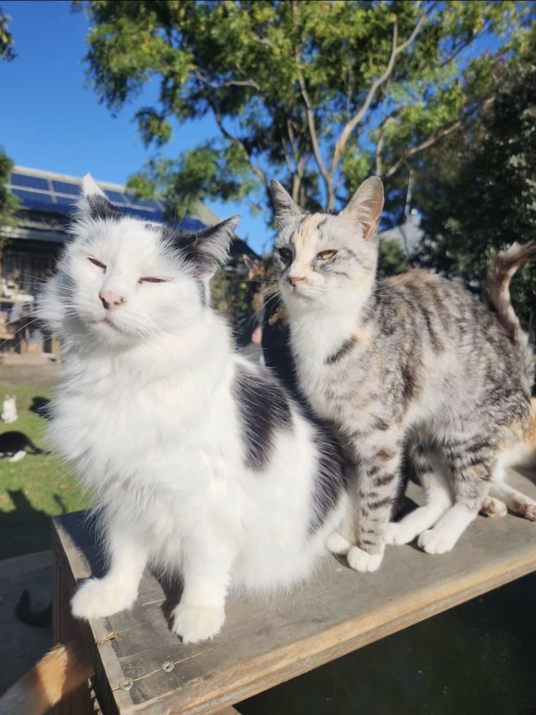 Two cats on a wooden platform