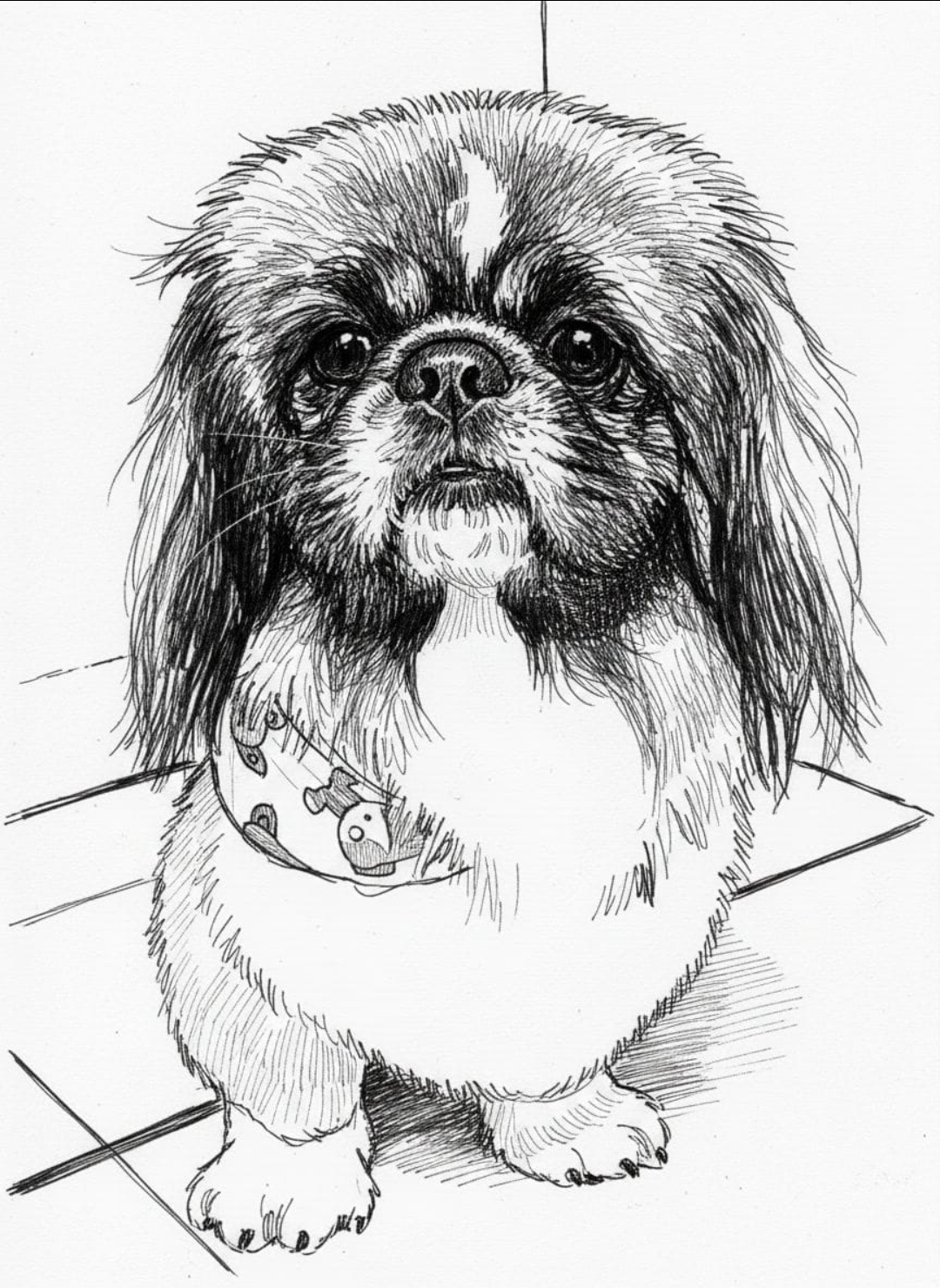 Bella — Pekingese sketch