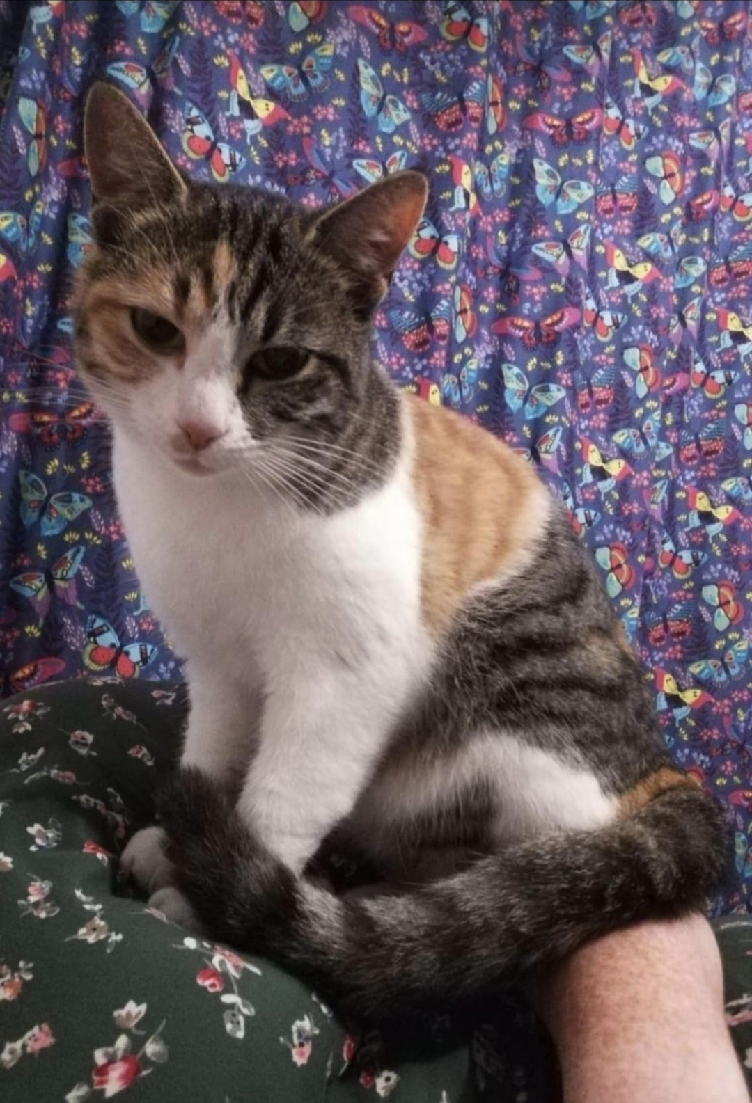 Milo — Tabby Cat photo