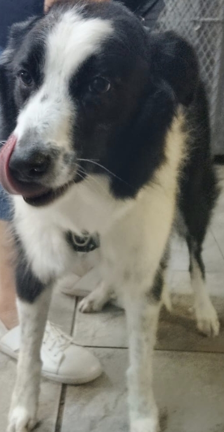 Black and white dog on tiled floor