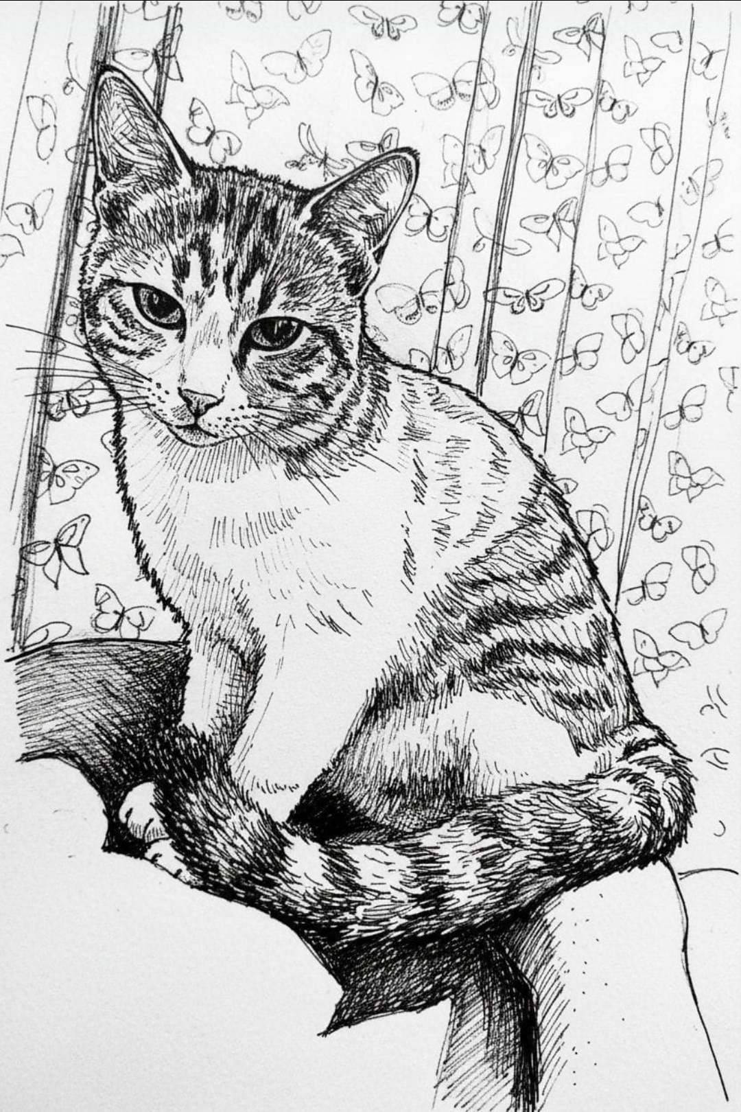 Milo — Tabby Cat sketch