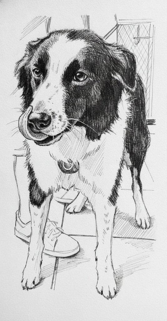 Ink sketch of a dog in a kennel