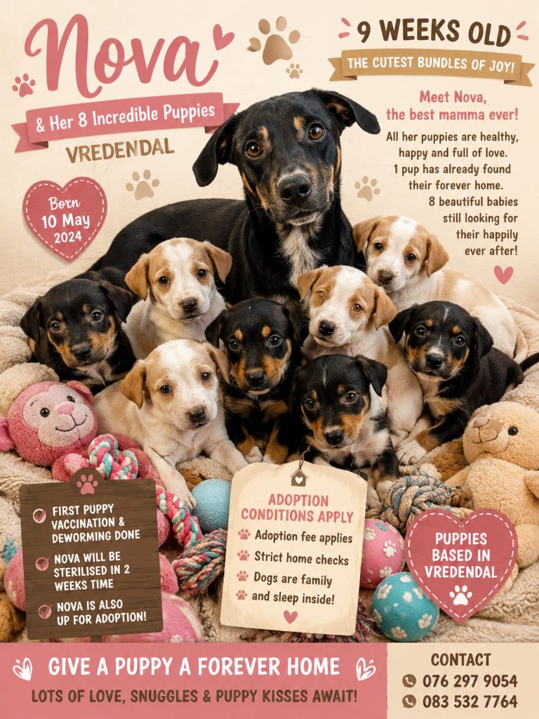 Adoption flyer for Nova and puppies