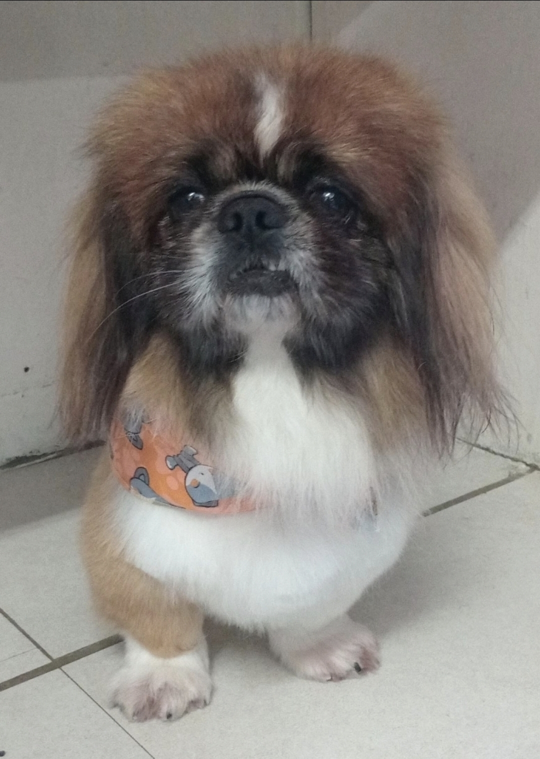 Bella — Pekingese photo