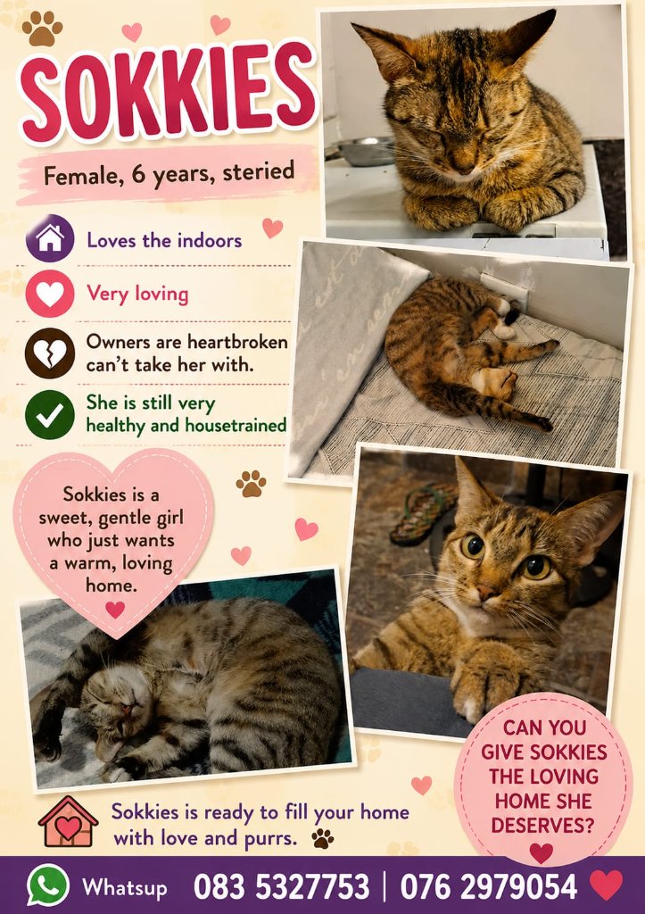 Adoption flyer for Sokkies