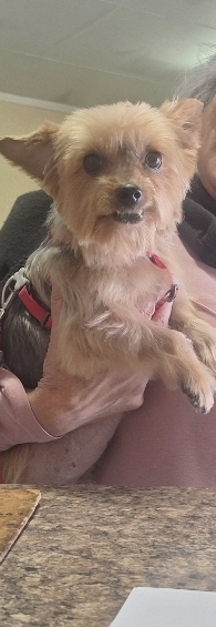 Small light-brown dog being held