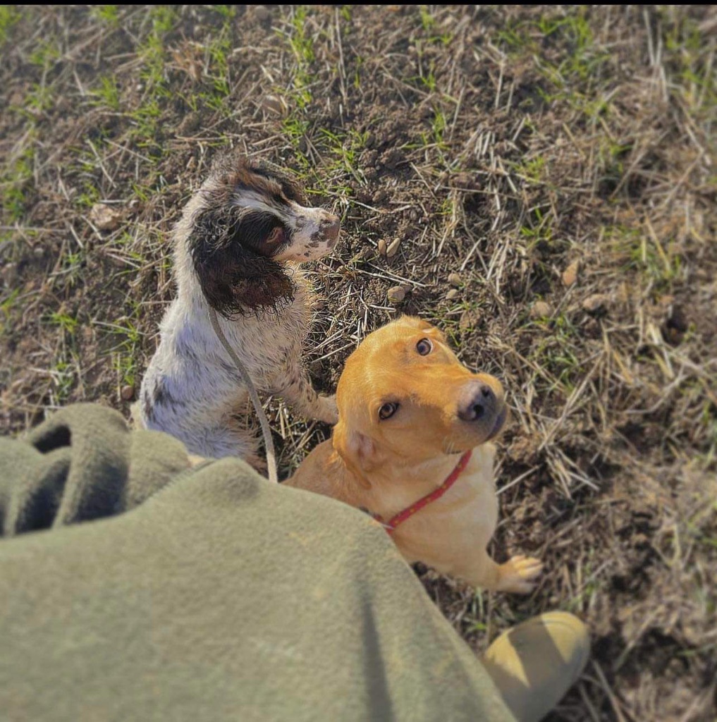 Labrador puppies — Herrahholme Working Dogs