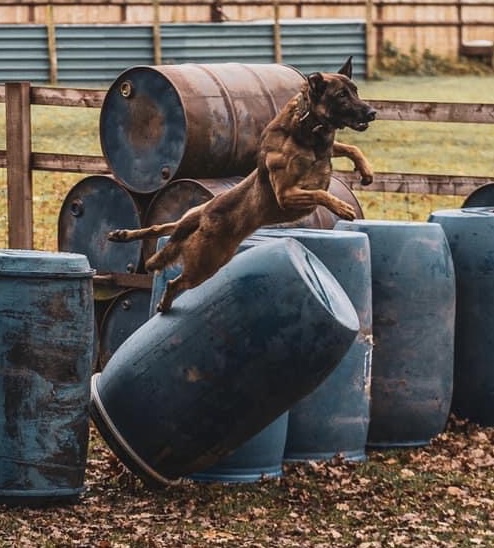 Dutch Herder leaping obstacles