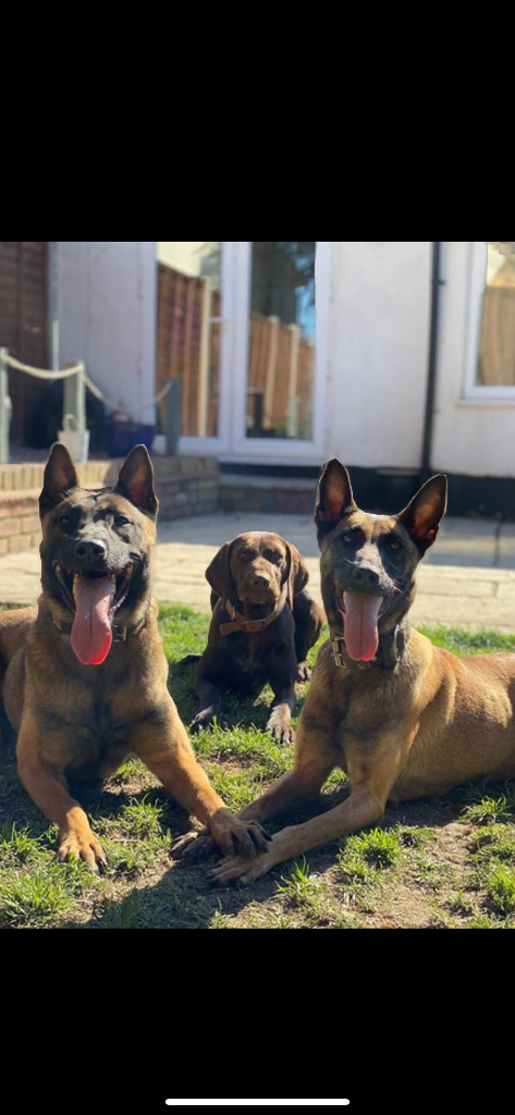 Two Dutch Herders and a Labrador — Herrahholme Working Dogs