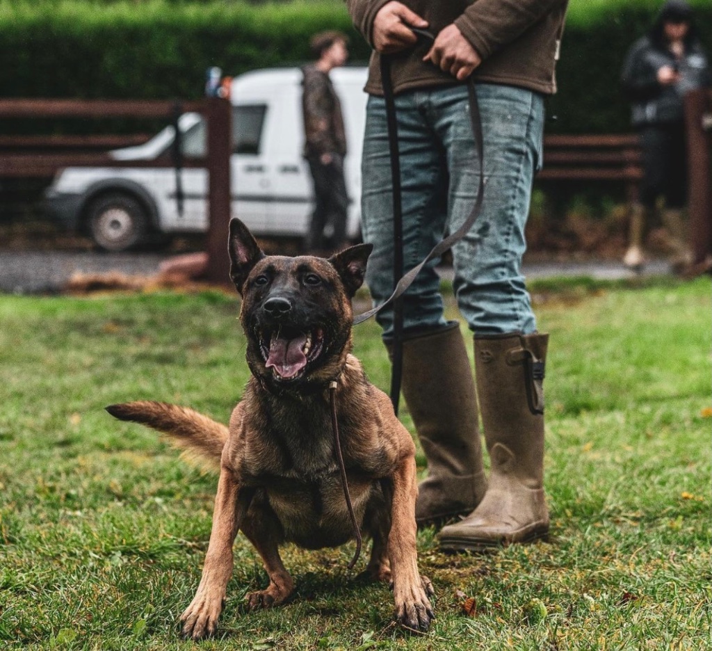 Malinois alert on lead