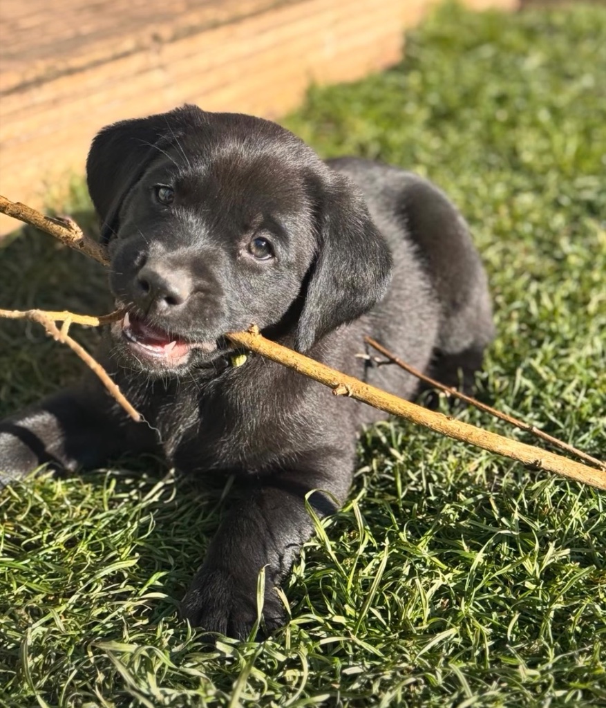 Black Labrador puppy with stick — current litter, Herrahholme Working Dogs