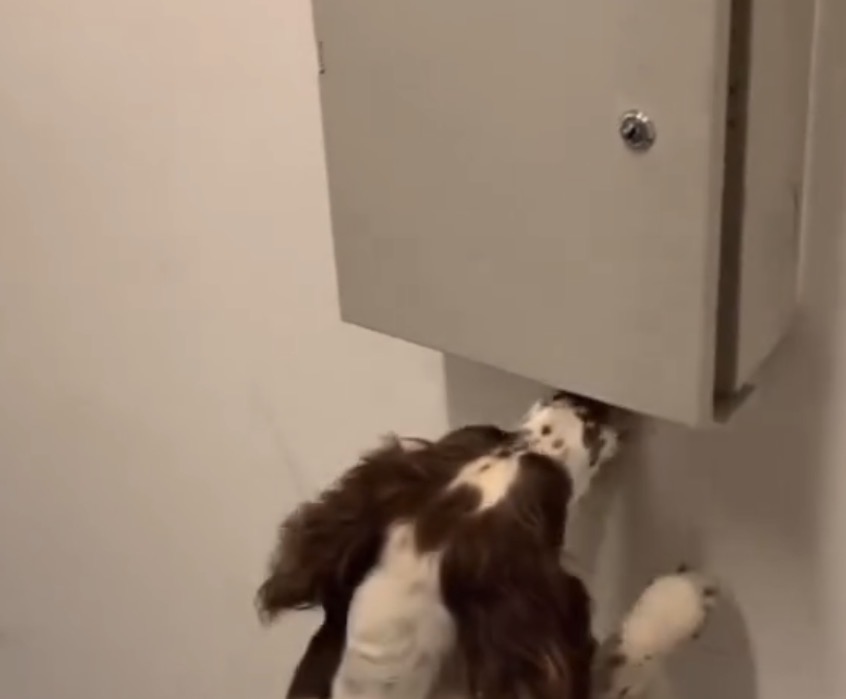 Spaniel on active detection search — Herrahholme Working Dogs
