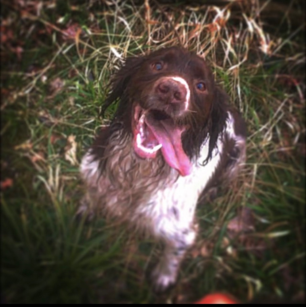 Spaniel working dog