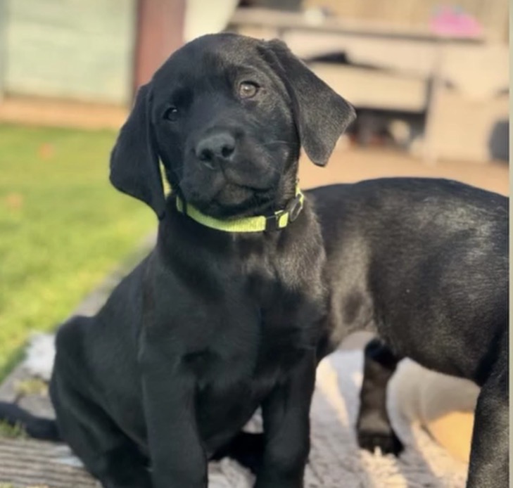 Black Labrador puppy — current litter, Herrahholme Working Dogs
