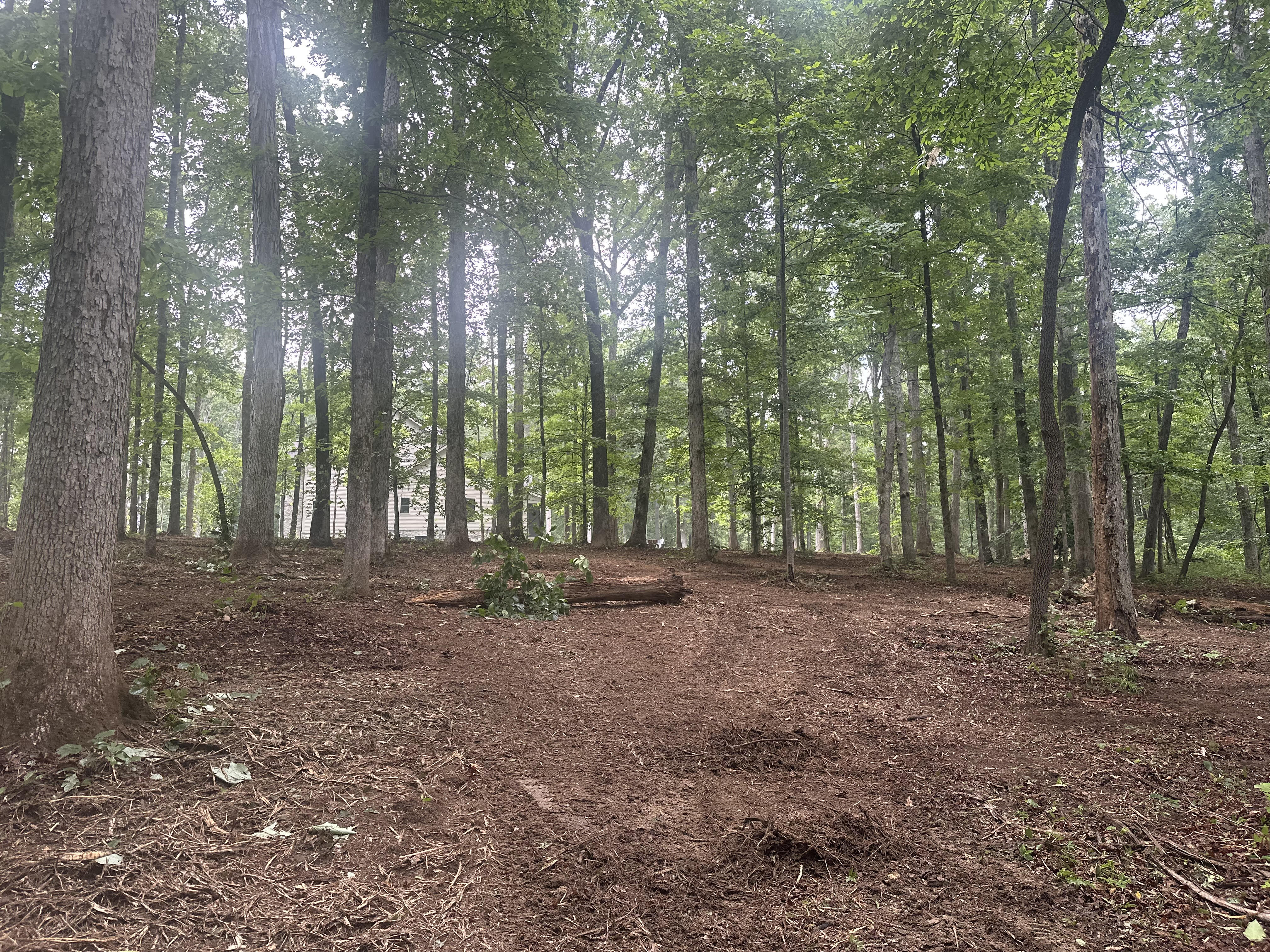 Cleared and mulched wooded lot with open understory after Back 40 forestry mulching and underbrush removal in Franklin, Williamson County TN