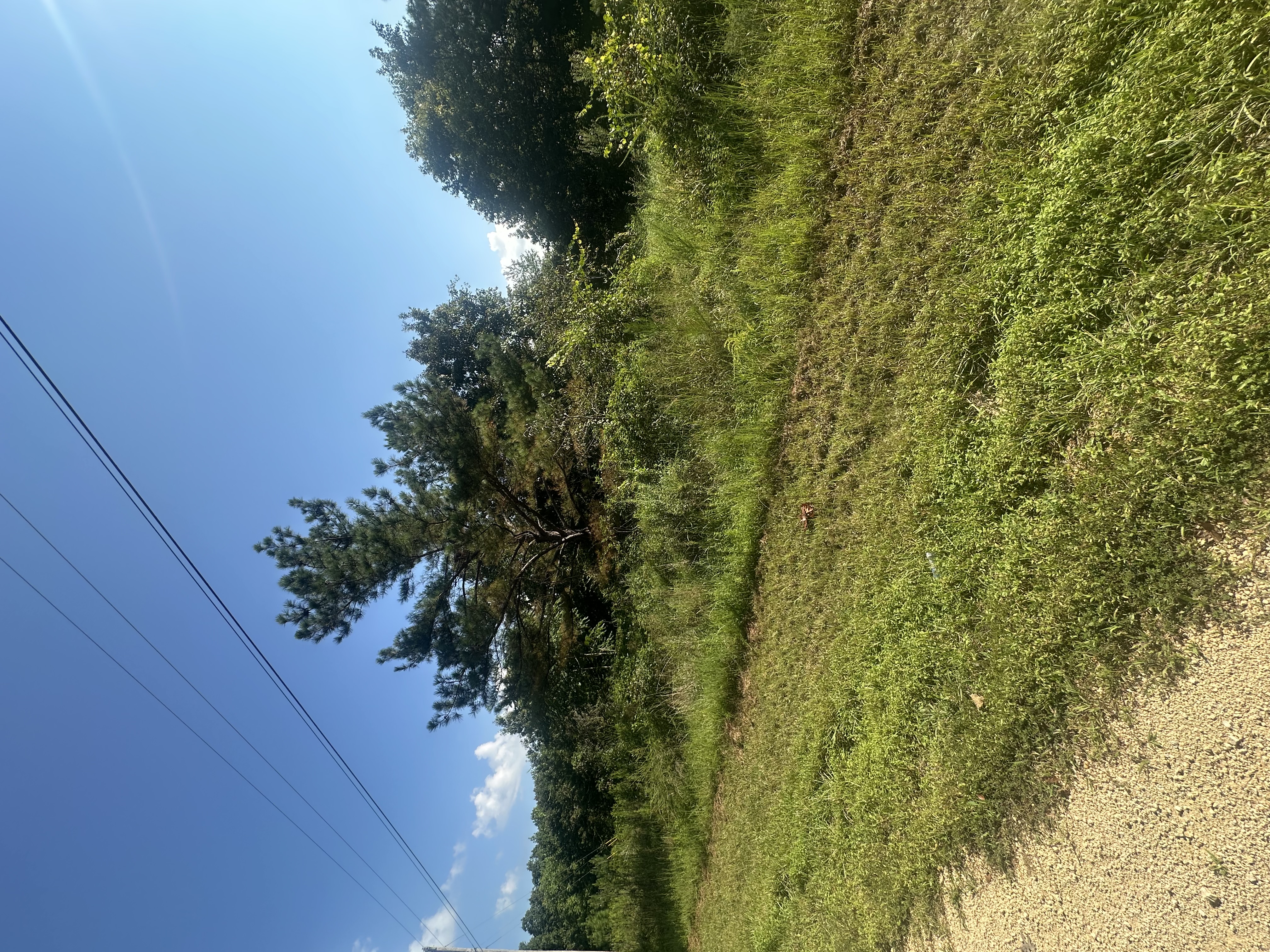 Overgrown roadside with encroaching brush, pine trees, and tall weeds blocking gravel access road before Back 40 Land Services clearing in Franklin, Williamson County TN