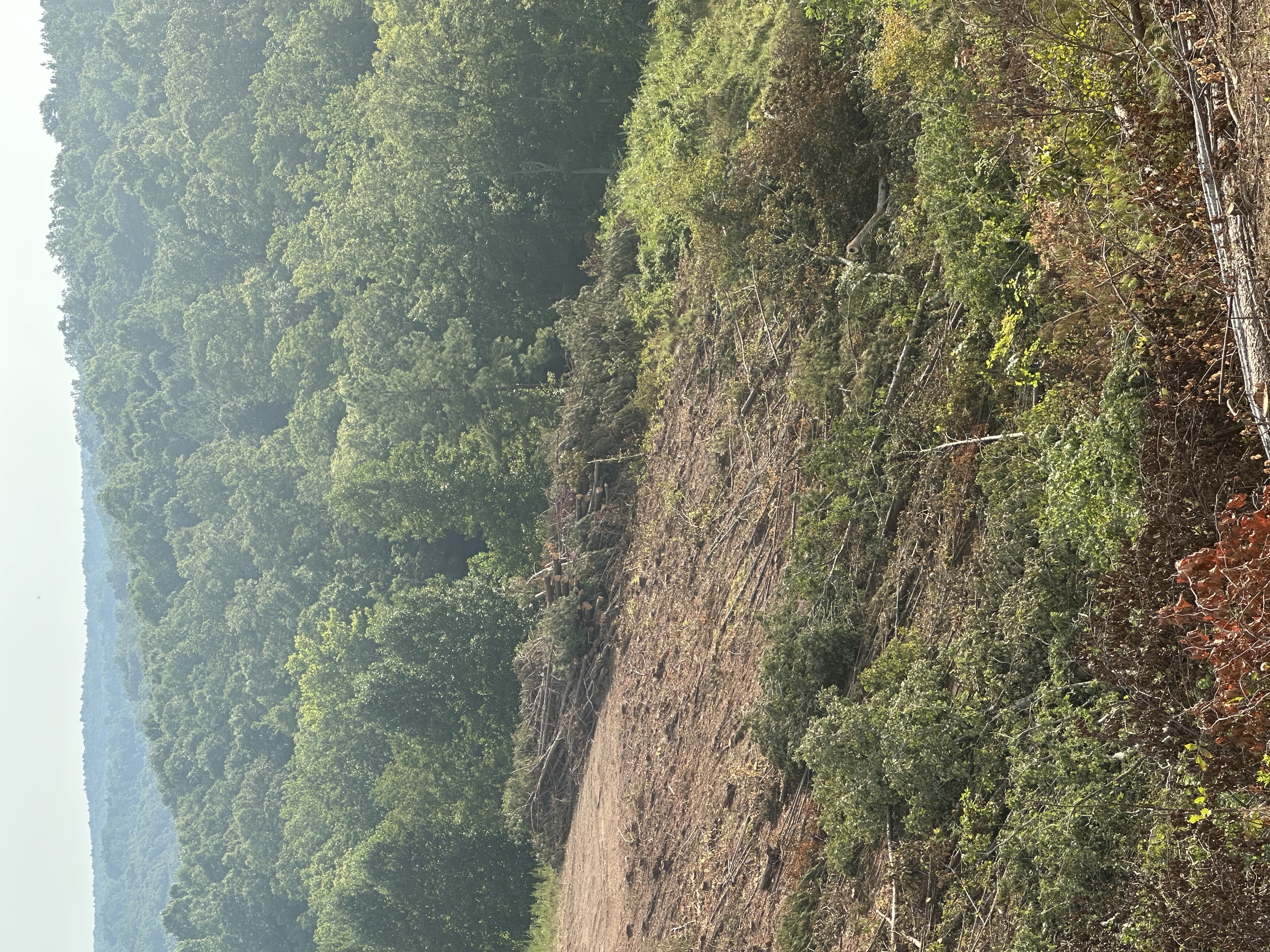 High-angle view of neatly stacked timber log piles at the forest line after Back 40 Land Services hillside land clearing in Williamson County, TN
