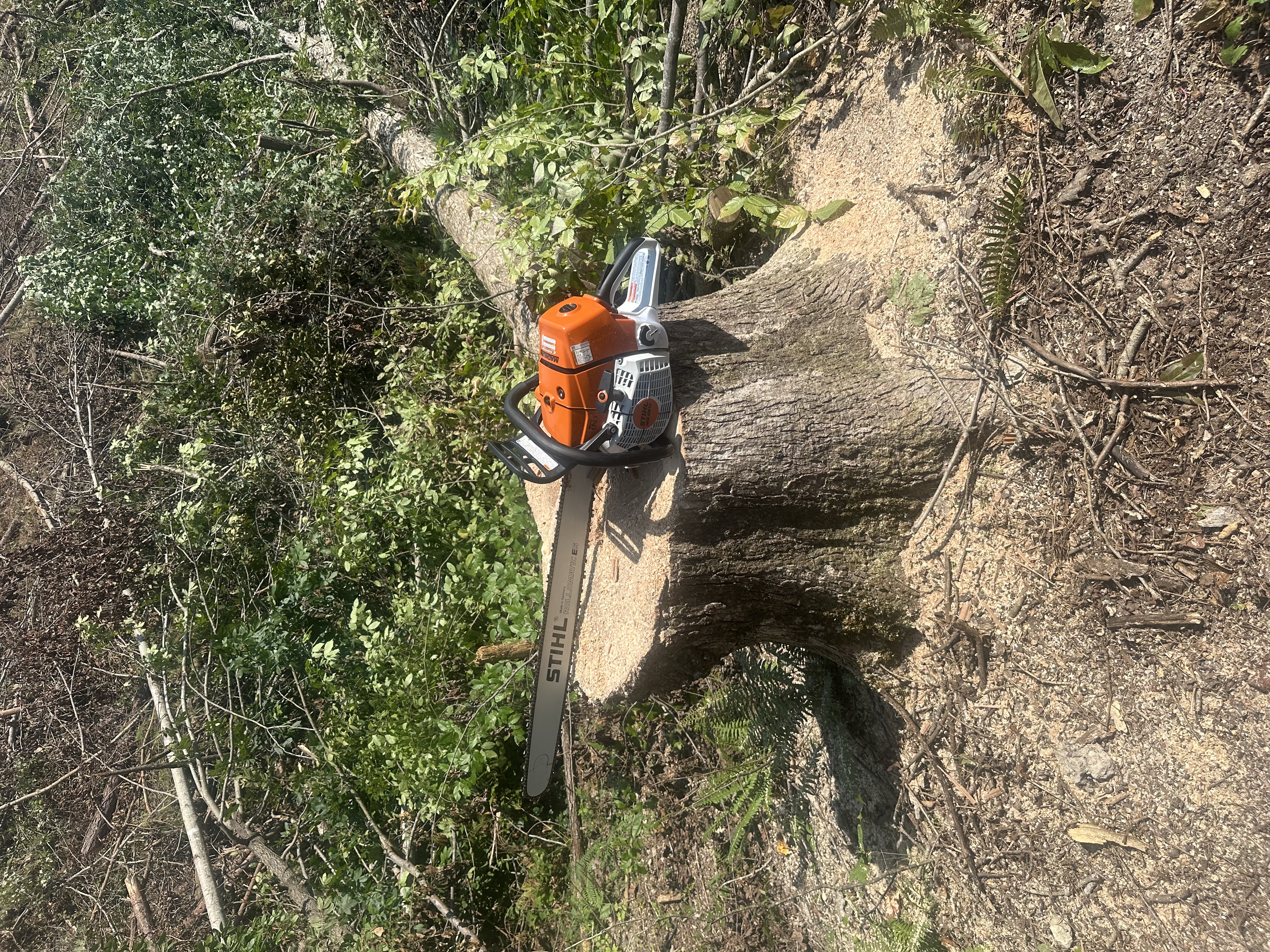 Stihl professional chainsaw resting on a freshly cut hardwood tree stump after precision tree felling by Back 40 Land Services in Middle Tennessee