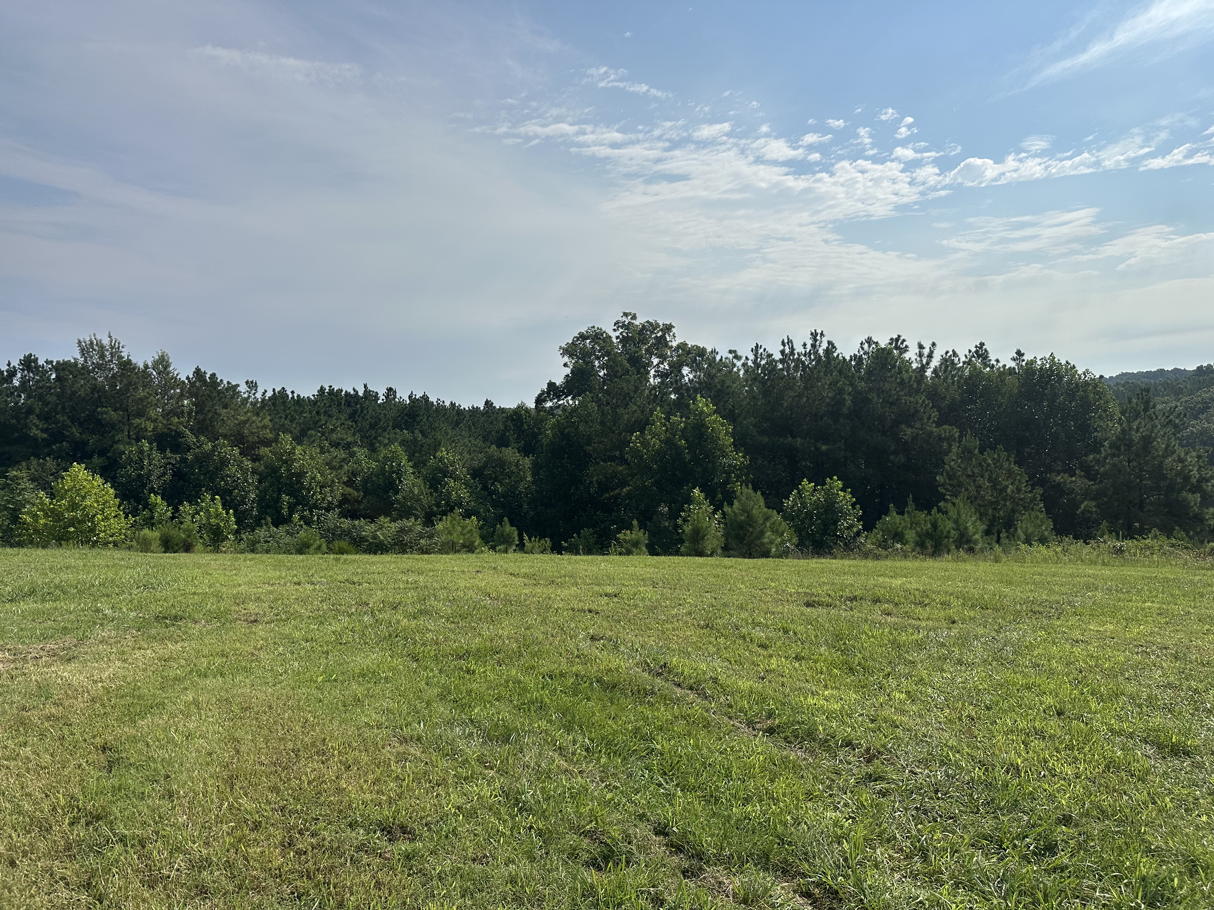 Overgrown hillside acreage with encroaching cedar and brush before Back 40 Land Services full land reclamation in Middle Tennessee