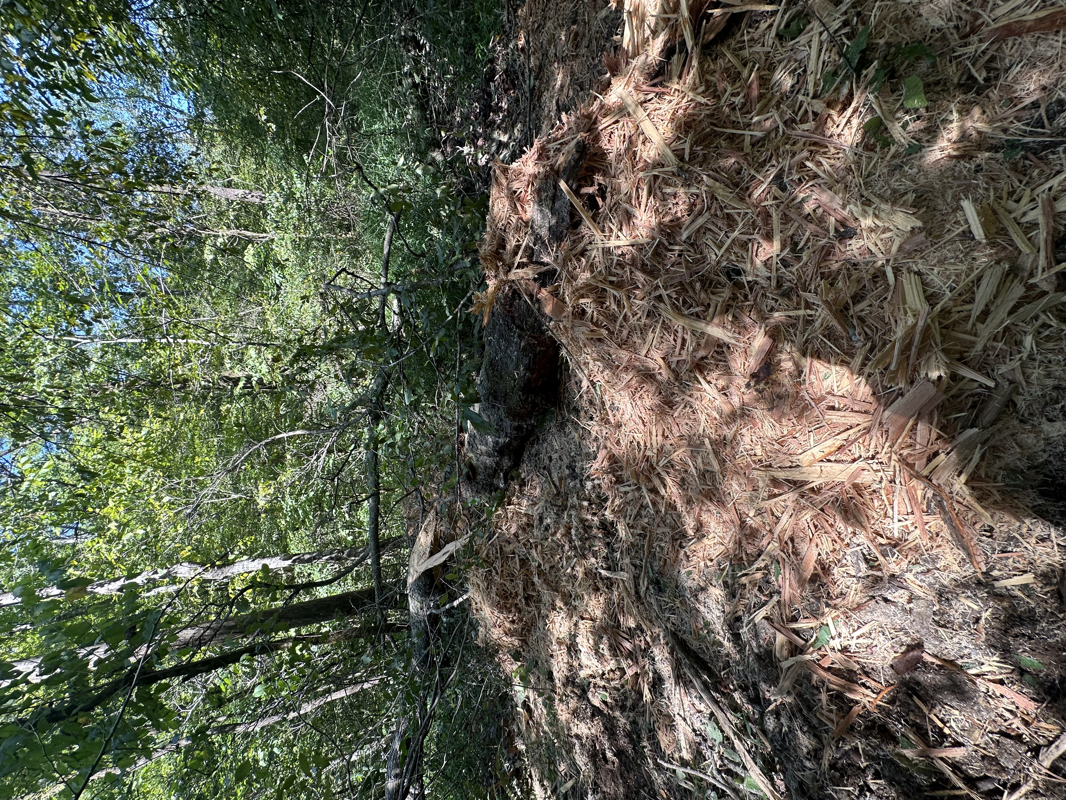 Close-up of freshly ground organic wood mulch covering the forest floor after Back 40 forestry mulching — nutrient-rich mulch layer left in place for soil improvement in Middle Tennessee