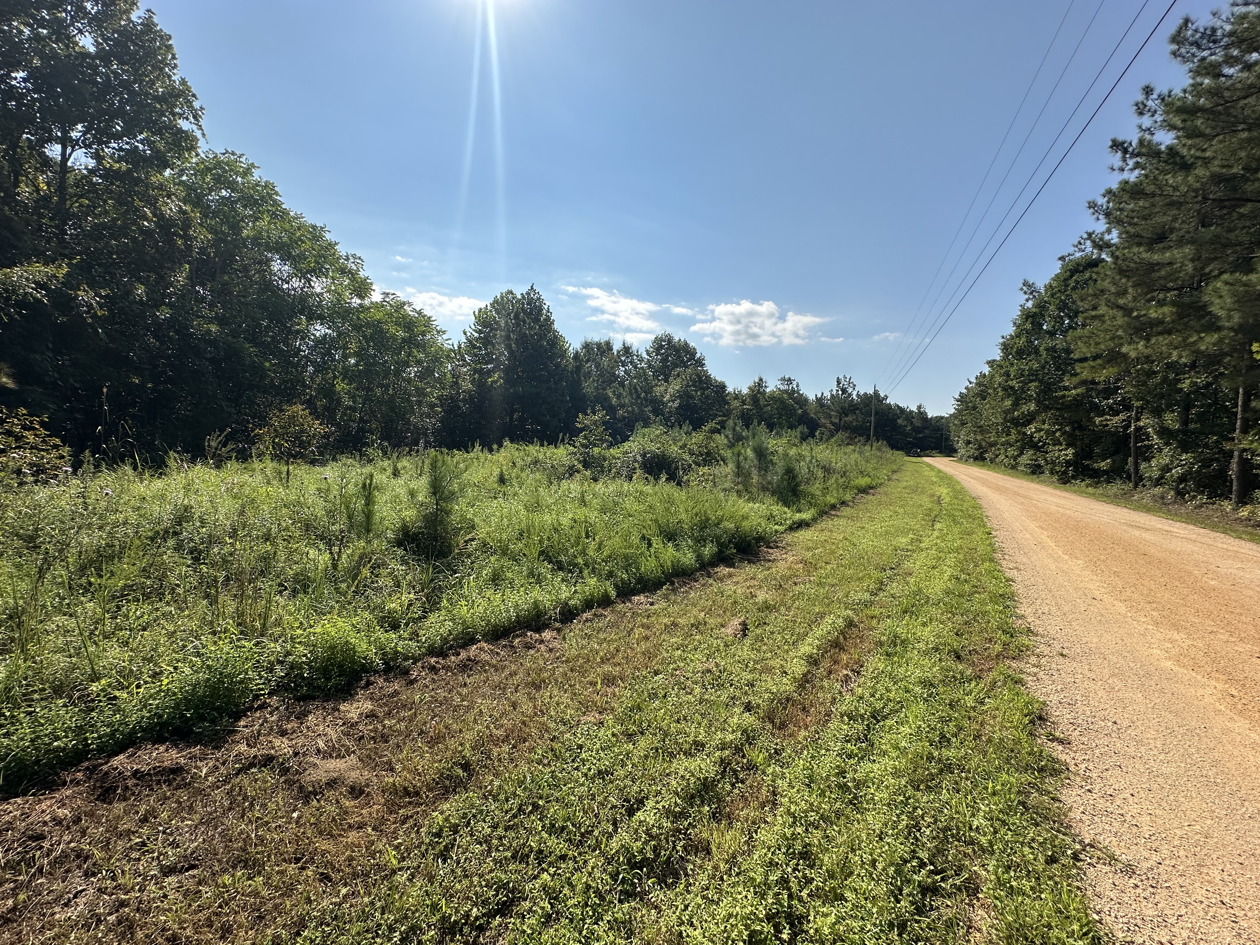 Before photo: tall weeds, invasive saplings, and wild brush encroaching on gravel roadway before Back 40 Land Services field edge clearing in Middle Tennessee