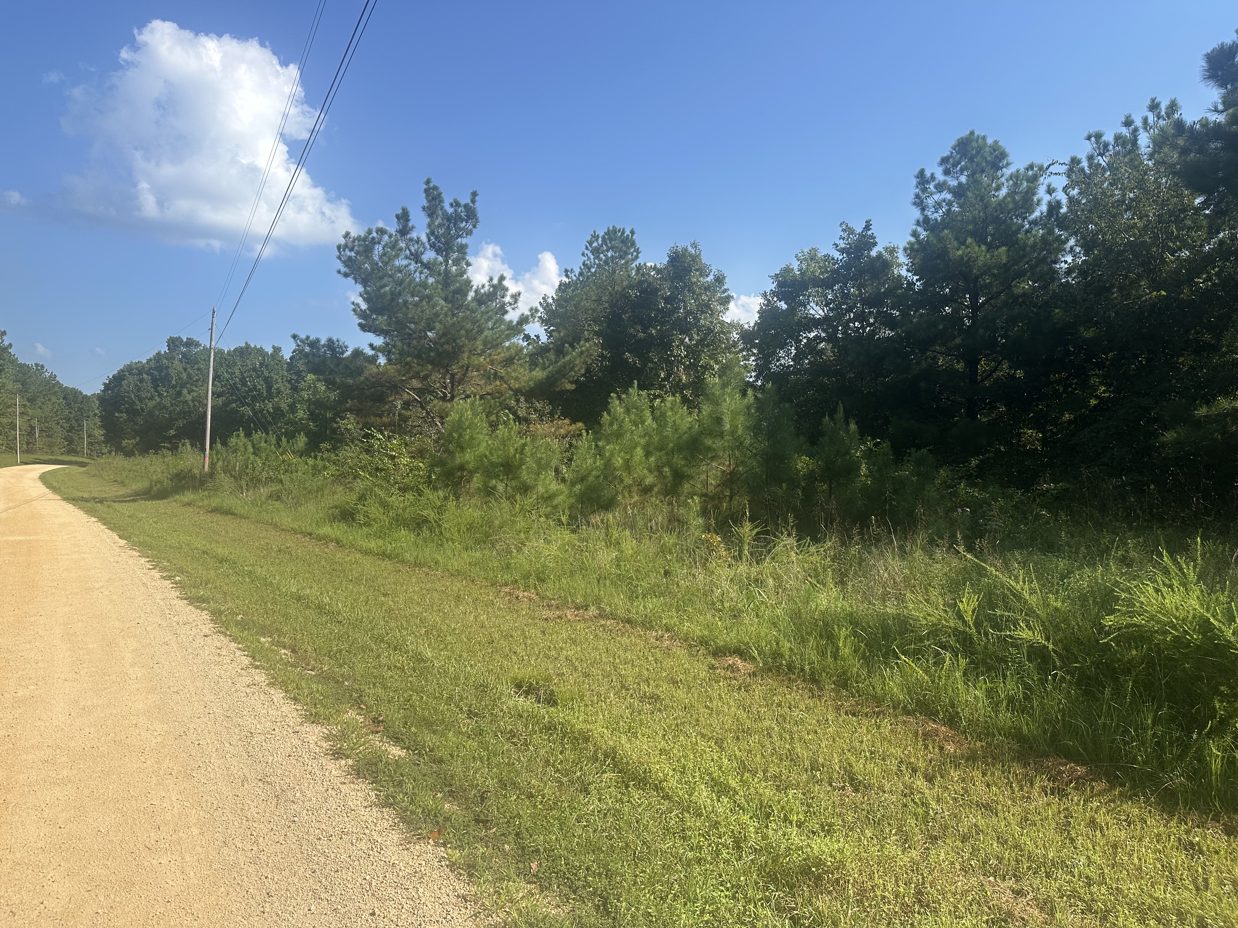 Cleared and maintained gravel country road right-of-way bordered by healthy pine trees and managed grass after Back 40 Land Services roadside clearing in Franklin, Williamson County TN